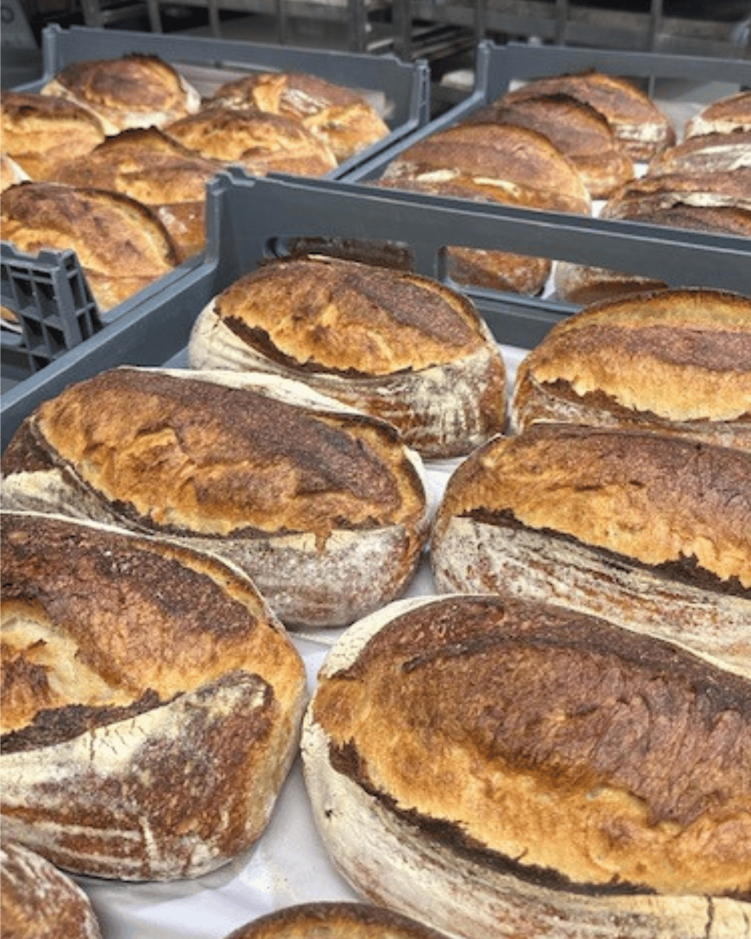 Loaves of bread in crates on a white surface